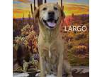 Adopt Largo a Labrador Retriever