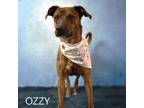 Adopt Ozzy a Mountain Cur