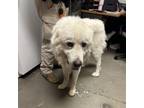 Adopt Monsta a Great Pyrenees