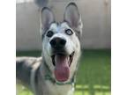 Adopt Polar a Husky