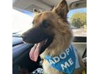 Adopt Goose a Shepherd, Chow Chow