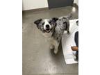 Adopt Gimli a Australian Shepherd
