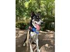 Adopt Otto a Australian Cattle Dog / Blue Heeler, Border Collie