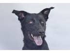 Adopt SHADOW a Labrador Retriever