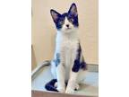 Adopt Yogi a Domestic Medium Hair