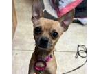Adopt Woofee a Mixed Breed