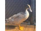 Adopt Fig a Duck