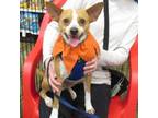 Adopt NIBBLES a Terrier, Basenji