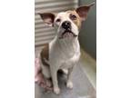 Adopt Coyote a Pit Bull Terrier, Mixed Breed