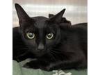 Adopt MuMu (bonded w/DinDin) a Domestic Short Hair