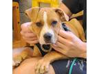Adopt Shubert a Pit Bull Terrier