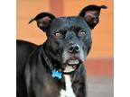 Adopt Lucky a Pit Bull Terrier