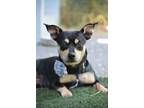 Adopt Rusty a Miniature Pinscher