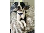 Adopt Simon a Pit Bull Terrier