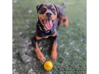Adopt Roscoe a Rottweiler