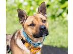 Adopt Freddy a German Shepherd Dog
