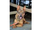 Adopt Xander a Australian Cattle Dog / Blue Heeler
