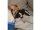 Adopt Fendi a Tan/Yellow/Fawn - with White Dachshund / Mixed dog in Chester