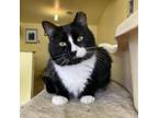 Adopt Sigma (Sofi_1) a Domestic Short Hair