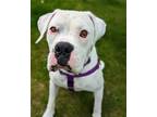 Adopt Winter a Boxer