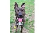 Adopt Hunter a Belgian Shepherd / Malinois, Bullmastiff