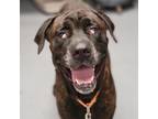 Adopt Ben a Mixed Breed