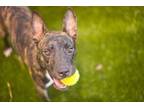 Adopt Crash Bandicoot a Pit Bull Terrier, Mixed Breed