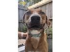 Adopt Sampson a Labrador Retriever, Mixed Breed