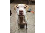 Adopt Vinny a Pit Bull Terrier, Mixed Breed