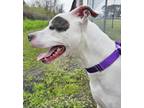 Adopt MELLOW a Mixed Breed