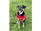 Adopt PETEY a Black - with Tan, Yellow or Fawn Chiweenie / Pug / Mixed dog in