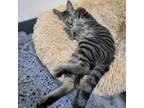 Adopt Yankee 25944 a Domestic Short Hair