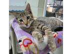 Adopt Sebastion 25941 a Domestic Short Hair