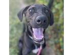 Adopt Cory a Retriever