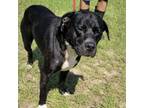 Adopt Tango a Black Labrador Retriever
