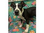 Adopt Hunter a Mixed Breed