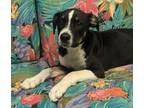 Adopt Jeston a Mixed Breed