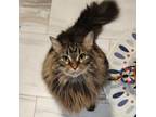Adopt Ramble (aka Tin Man) a Domestic Long Hair