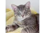 Adopt Mr. Mom a Domestic Short Hair