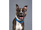 Adopt Bruno a Boxer, Mixed Breed