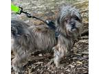 Adopt Henry a Shih Tzu