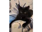 Adopt Ponzu - Little girl adorable black kitten! a Domestic Short Hair, Siamese