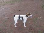 Adopt Fred a Feist