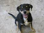 Adopt Ferb a Rat Terrier, Hound