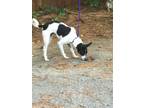 Adopt Walker a Rat Terrier