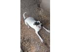 Adopt Checkers a Rat Terrier, Terrier