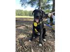 Adopt Bleu a Mixed Breed