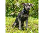 Adopt Cory a Affenpinscher