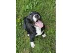 Adopt Hondo a Mixed Breed