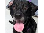 Adopt Riley a Labrador Retriever